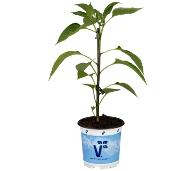 Jalapeno-Chili 'Samira® Shiny'