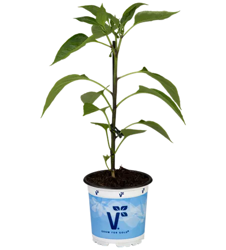 Jalapeno-Chili 'Samira® Shiny'