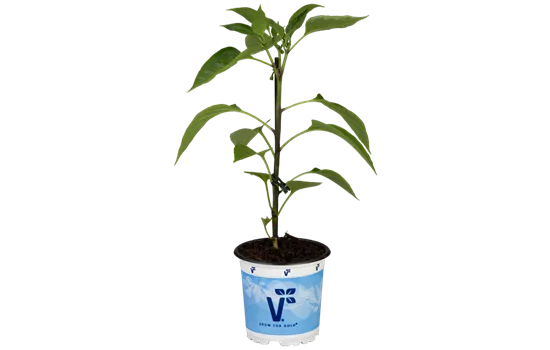 Jalapeno-Chili 'Samira® Shiny' Jalapeno-Chili 'Samira® Shiny'