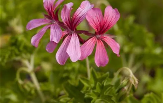 Hängegeranie 'Decora' Hängegeranie 'Decora'