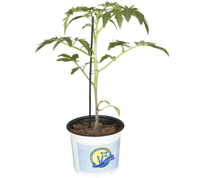 Fleischtomate 'Buffalo Steak' Fleischtomate 'Buffalo Steak'