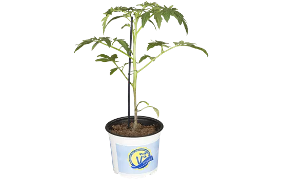 Fleischtomate 'Buffalo Steak' Fleischtomate 'Buffalo Steak'