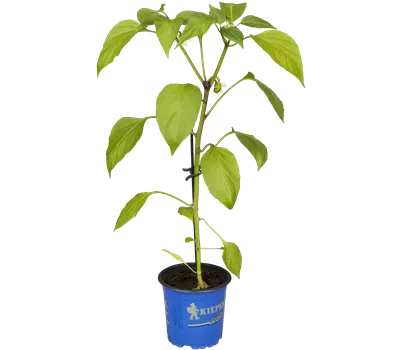 Snack-Paprika 'Lubega® Mini Orange' Snack-Paprika 'Lubega® Mini Orange'