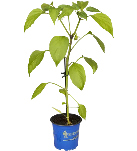 Snack-Paprika 'Lubega® Mini Orange'