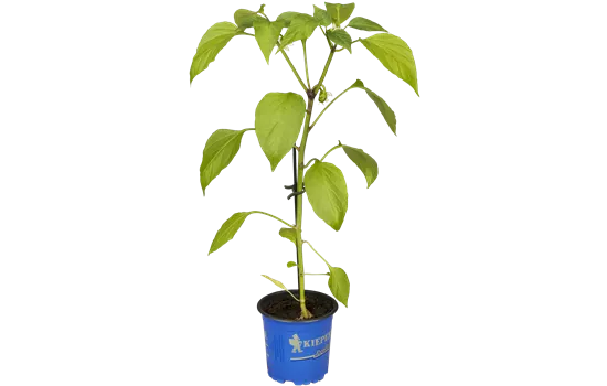 Snack-Paprika 'Lubega® Mini Orange' Snack-Paprika 'Lubega® Mini Orange'