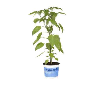 Snack-Paprika 'Lubega® Mini Red' Snack-Paprika 'Lubega® Mini Red'