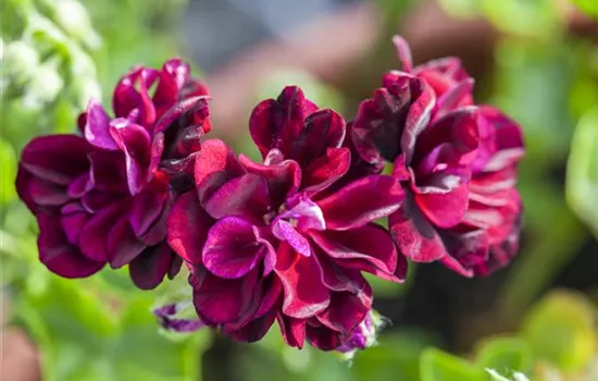 Hängegeranie 'Tommy' Hängegeranie 'Tommy'