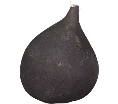 Rettich 'Runder Schwarzer Winter' Rettich 'Runder Schwarzer Winter'