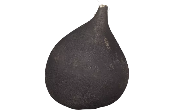 Rettich 'Runder Schwarzer Winter' Rettich 'Runder Schwarzer Winter'