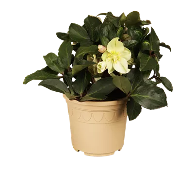 Schnittlauch 'Twiggy' Schnittlauch 'Twiggy'