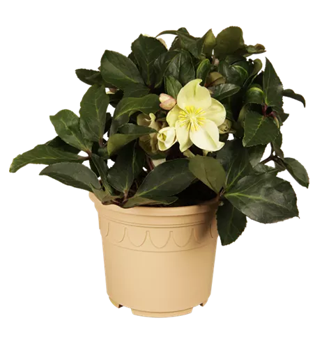 Schnittlauch 'Twiggy'