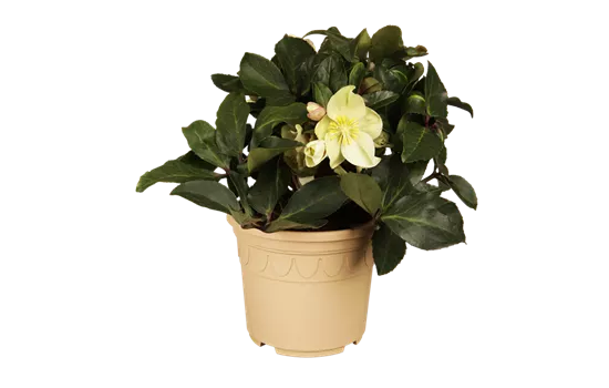 Schnittlauch 'Twiggy' Schnittlauch 'Twiggy'