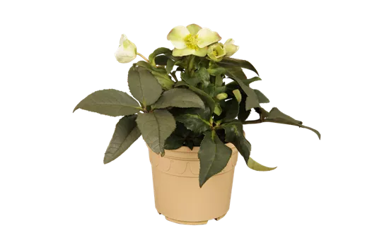 Christrose 'Ice Breaker'® Christrose 'Ice Breaker'®