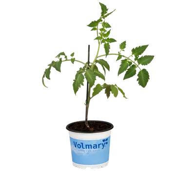 Tomate 'Tuma® Red'