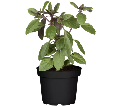 Thai Basilikum Thai Basilikum