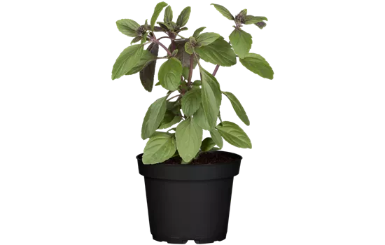 Thai Basilikum Thai Basilikum