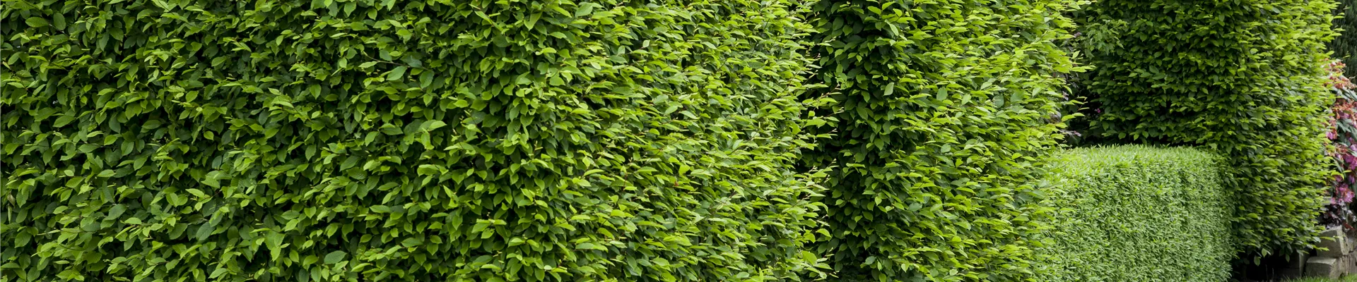 Carpinus betulus Carpinus betulus