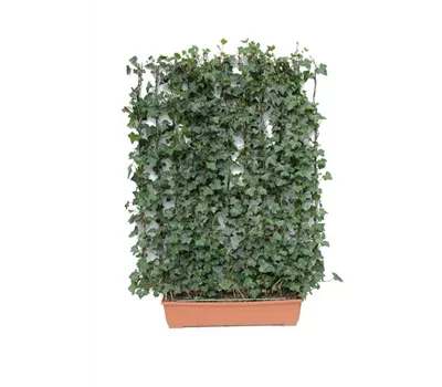 Hedera helix 'Woerneri', Hecke am laufenden Meter Hedera helix 'Woerneri', Hecke am laufenden Meter