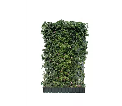 Hedera helix 'Woerneri' mit Clematis Hedera helix 'Woerneri' mit Clematis