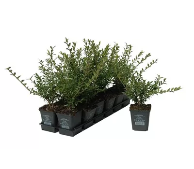 Lonicera nitida, 12er Set Lonicera nitida, 12er Set