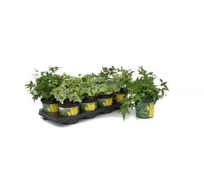 Hedera in bunten Sorten, 6er Set Hedera in bunten Sorten, 6er Set
