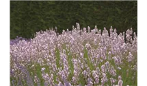 Lavendel