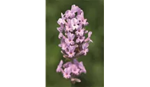 Lavendel
