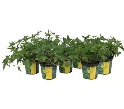 Hedera in grünen Sorten, 6er Set Hedera in grünen Sorten, 6er Set