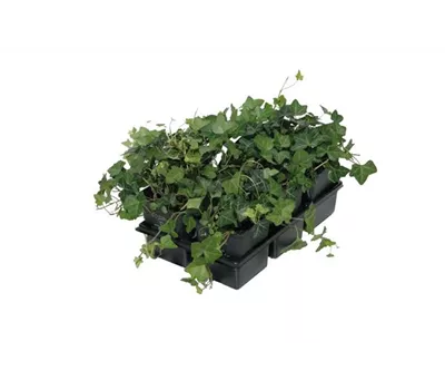 Hedera helix, 12er Set Hedera helix, 12er Set