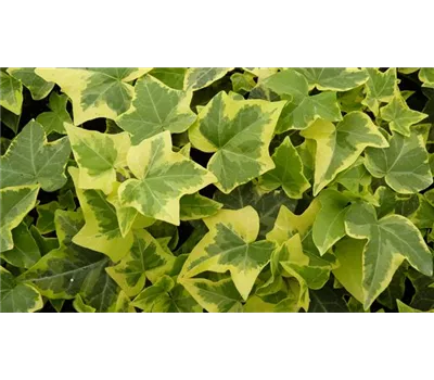 Hedera helix 'Gold Child', 12er Set Hedera helix 'Gold Child', 12er Set