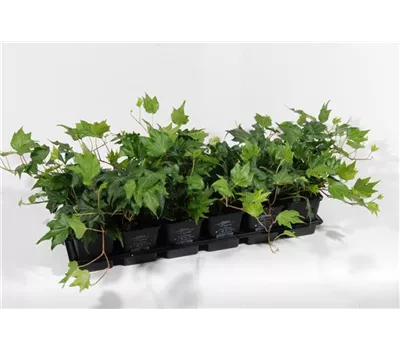 Hedera helix 'Green Ripple', 12er Set Hedera helix 'Green Ripple', 12er Set