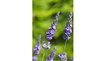 Lavendel