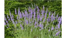 Lavendel