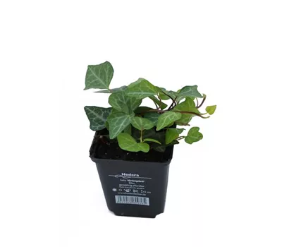 Hedera helix 'Grünpfeil', 12er Set Hedera helix 'Grünpfeil', 12er Set