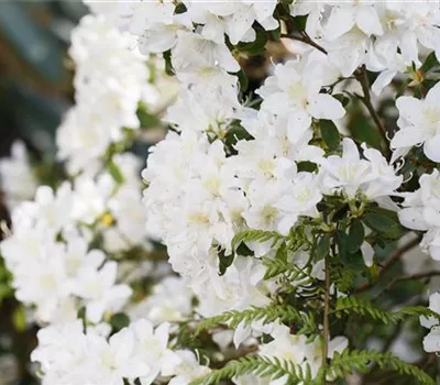 Rhododendron obt.'Pleasant White'