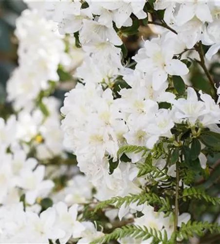 Rhododendron obt.'Pleasant White'