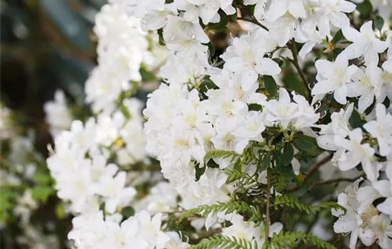 Rhododendron obt.'Pleasant White'