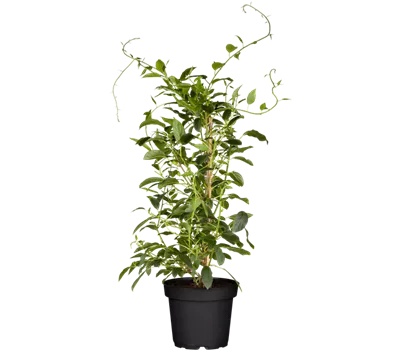 Actinidia arguta 'Prince Jumbo' -R- Actinidia arguta 'Prince Jumbo' -R-