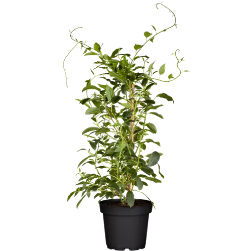 Actinidia arguta 'Prince Jumbo' -R-