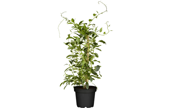 Actinidia arguta 'Prince Jumbo' -R- Actinidia arguta 'Prince Jumbo' -R-