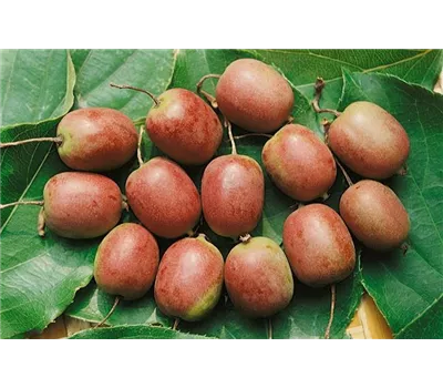 Actinidia arguta 'Red Jumbo' -R- Actinidia arguta 'Red Jumbo' -R-