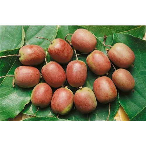 Actinidia arguta 'Red Jumbo' -R-