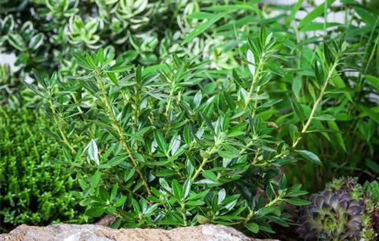 Rhododendron m. 'Bloombux' -R- Magenta