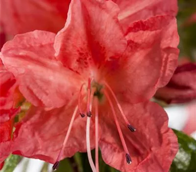 Rhododendron obt.'Geisha orange'