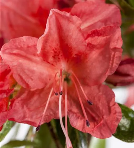 Rhododendron obt.'Geisha orange'