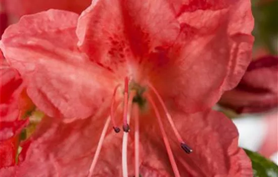 Rhododendron obt.'Geisha orange' Rhododendron obt.'Geisha orange'