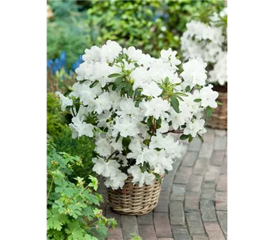 Rhododendron obt.'Mary Helen' II