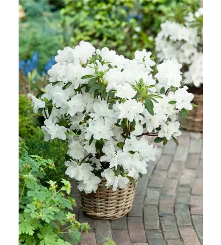 Rhododendron obt.'Mary Helen' II