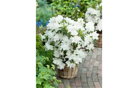 Rhododendron obt.'Mary Helen' II Rhododendron obt.'Mary Helen' II