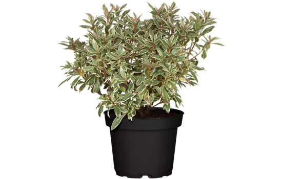 Rhododendron obt.'Silver Sword' Rhododendron obt.'Silver Sword'